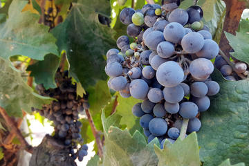 Santa Rita Vineyard in Chile Central Valley