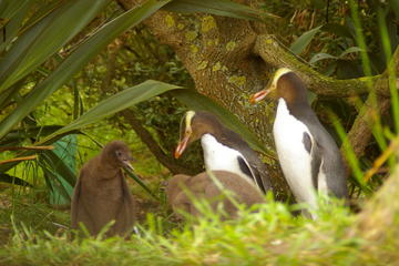 Dunedin Shore Excursion: Dunedin and Otago Peninsula Wildlife Tour with Optional Larnach Castle Visit