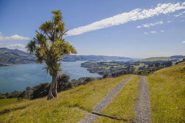 Small-Group Tour of Dunedin City