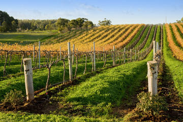 Victor Harbor with McLaren Vale Wine Region Tour from Adelaide