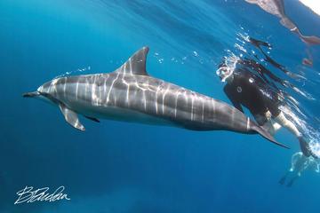 Kona Offshore Adventures