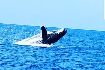 Whale Watching Experience