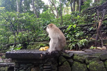 Ubud Monkey Forest, Art Market, Royal Palace,Tegalalang Rice Terrace