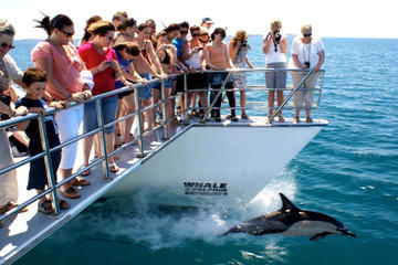 Auckland Dolphin and Whale Watching Cruise