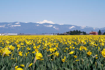 Washington Tulip Festival & Deception Pass Hike Small Group Tour