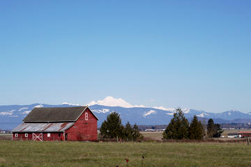 Washington Tulip Festival, Wine & Local Food Tour