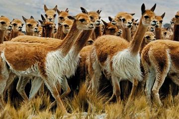 Colca Full-Day Tour from Arequipa