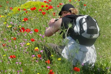 Full Day Botanical Tour In Mani, Peloponnese