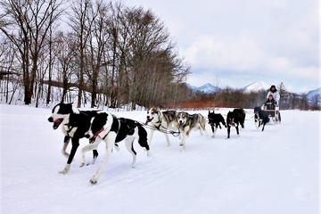 Dog Sledding Day Tour with Special Picnic Lunch: Small Group Tour
