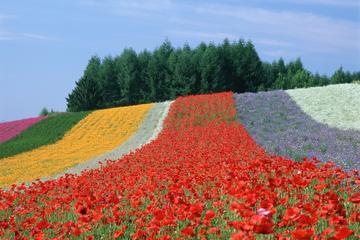Private Furano and Biei Sightseeing with Licensed Guide