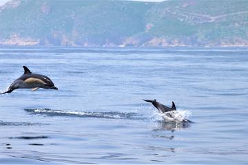 Bartholomew Diaz Expedition - Dolphin Searching from Lisbon