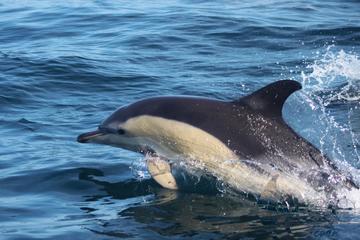 Gil Eanes Expedition - Sea Safari from Lisbon