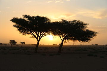 Oasis & desert