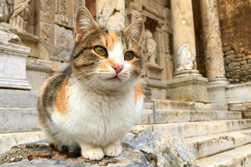 Ephesus Shuttle : Small Group Excursion to Ephesus and Temple of Artemis