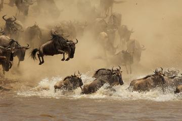 5 Day Scenic Tanzania Wildlife Migration Safari
