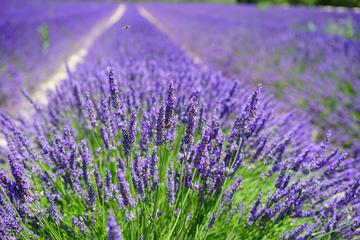 Your Private Chauffeur from Aix-en-Provence