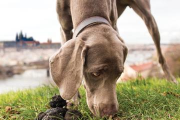 Prague Truffle Hunting tour