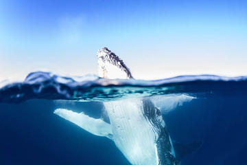 Premier Whale Watching Byron Bay