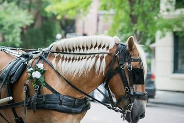 Romantic Christmas Sleigh Ride