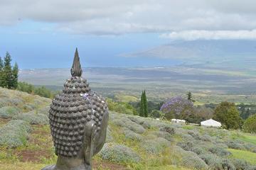 Haleakala National Park Daytime tour plus Ali'i Kula Lavender Farm