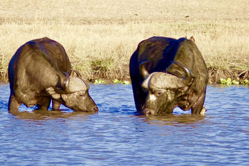 4 Days Shadow of Africa Experience