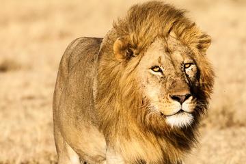4days-Ngorongoro and Serengeti Experience