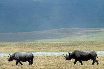 Ngorongoro Crater day Trip from Arusha