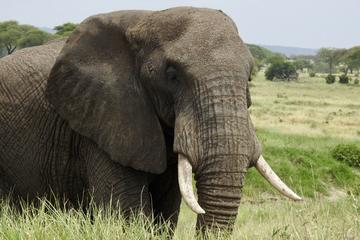 Tarangire day Trip from Arusha