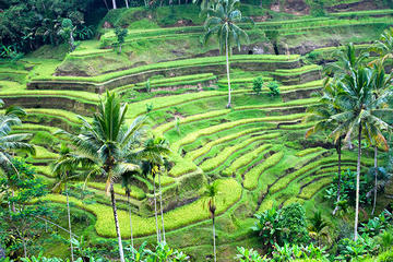Private Ubud Full-Day Tour
