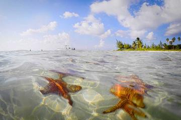 Starfish Stingray and Coral Garden 3 Stop Adventure