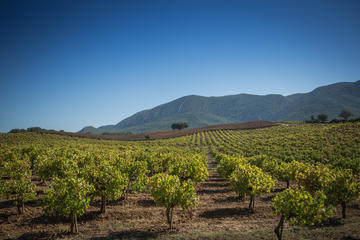 Arrábida Wine Tour