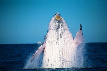 Whale Watching Cruise from Mooloolaba