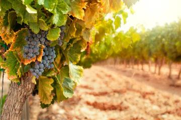 Chianti Classico Winery Tour