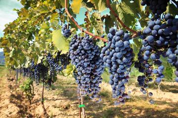 Half-day Wine Tour in the Tuscan's Hills from Pisa