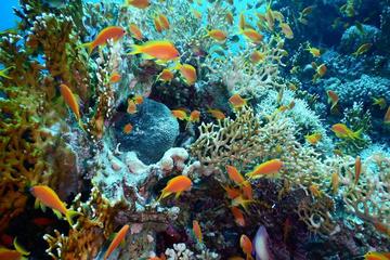 Diving trip