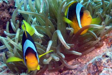 Glass bottom boat trip