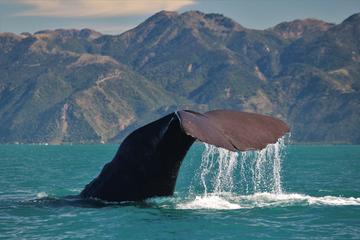 Whale Watching in Kaikoura by boat