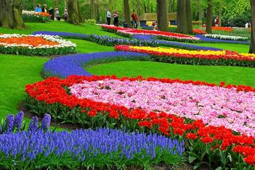 Keukenhof Gardens and Tulip Fields Tour from Amsterdam
