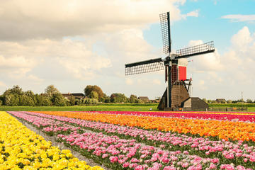 Private Sightseeing Tour to the wind mills, Volendam and Edam from Amsterdam