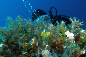 Discover diving with us