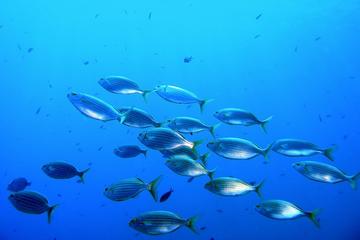 Half-day Snorkeling at Marjan rocks