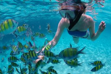 Snorkel Cruise from Montego Bay