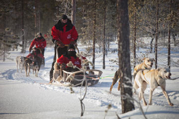 Husky Sled Ride from Luosto