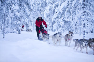 Lapland Husky Safari from Rovaniemi