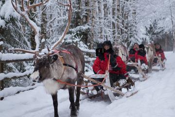 Lapland Northern Lights Experience by Reindeer Sled from Luosto