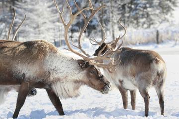 Lapland Reindeer Safari from Rovaniemi Including Husky Sled Ride