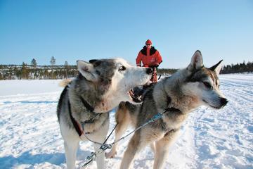 Lapland Snowmobile Safari to a Husky Farm from Rovaniemi Including Husky Sled Ride