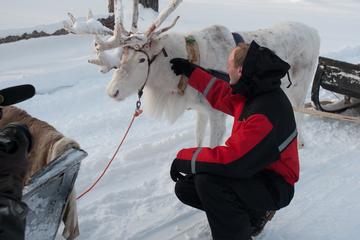Reindeer Farm Visit and Sleigh Ride from Levi