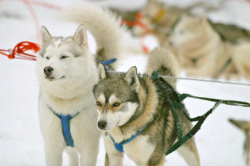 Snowmobile Safari to a Husky Farm from Luosto Including Husky Sled Ride