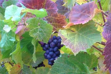 Wine at the weekend Tour from Hobart